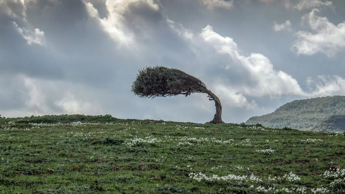 Un arbre courbé par un vent puissant